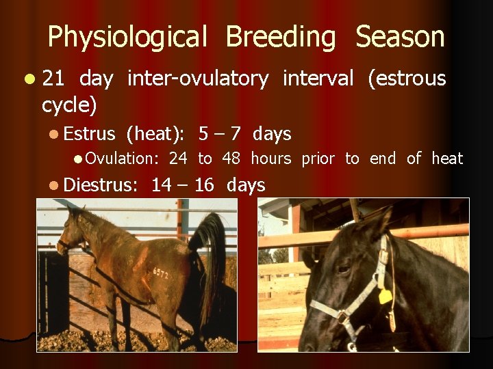 Physiological Breeding Season l 21 day inter-ovulatory interval (estrous cycle) l Estrus (heat): 5