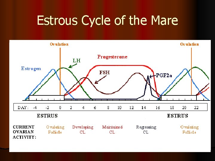 Estrous Cycle of the Mare 