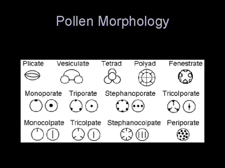 Pollen Morphology 