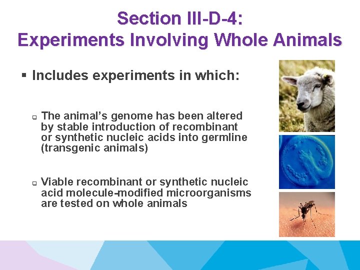 Section III-D-4: Experiments Involving Whole Animals § Includes experiments in which: q q The