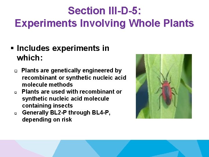 Section III-D-5: Experiments Involving Whole Plants § Includes experiments in which: q q q