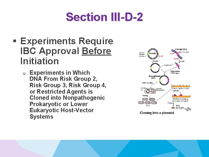 Section III-D-2 § Experiments Require IBC Approval Before Initiation q Experiments in Which DNA
