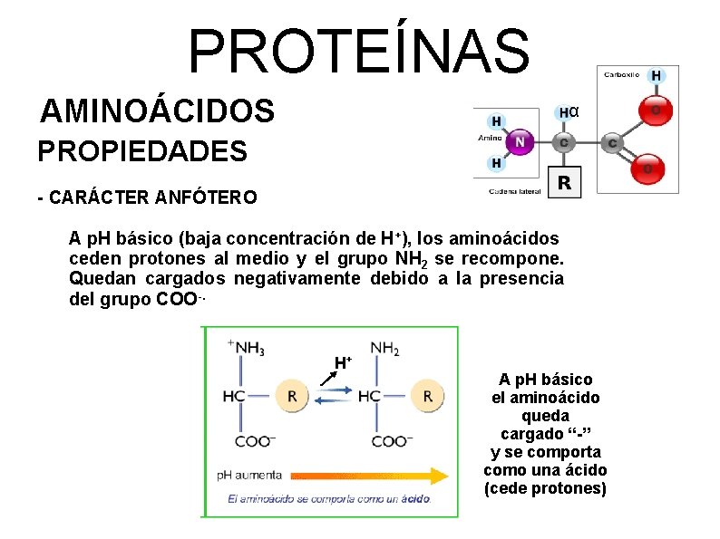 PROTEÍNAS AMINOÁCIDOS α PROPIEDADES - CARÁCTER ANFÓTERO A p. H básico (baja concentración de