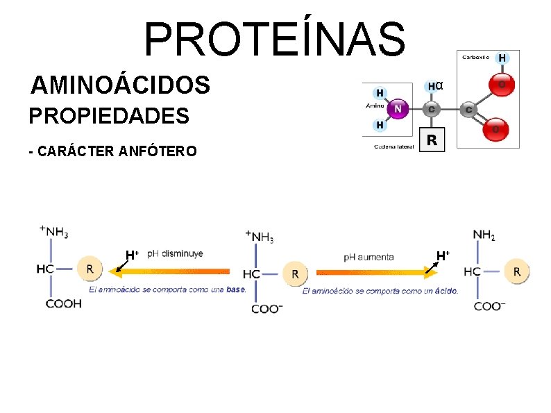 PROTEÍNAS AMINOÁCIDOS α PROPIEDADES - CARÁCTER ANFÓTERO H+ H+ 