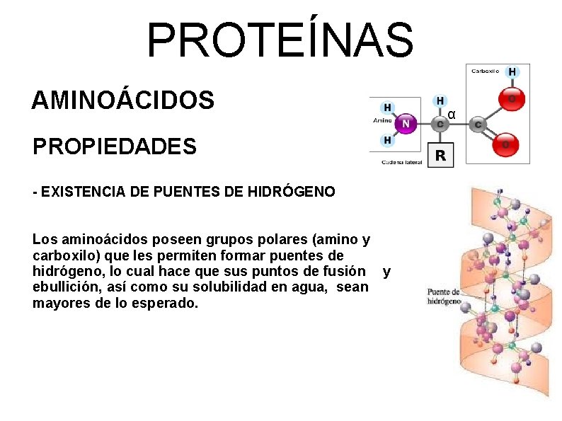 PROTEÍNAS AMINOÁCIDOS PROPIEDADES - EXISTENCIA DE PUENTES DE HIDRÓGENO Los aminoácidos poseen grupos polares