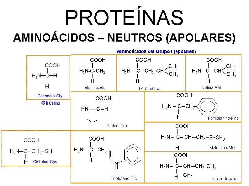 PROTEÍNAS AMINOÁCIDOS – NEUTROS (APOLARES) Glicina 