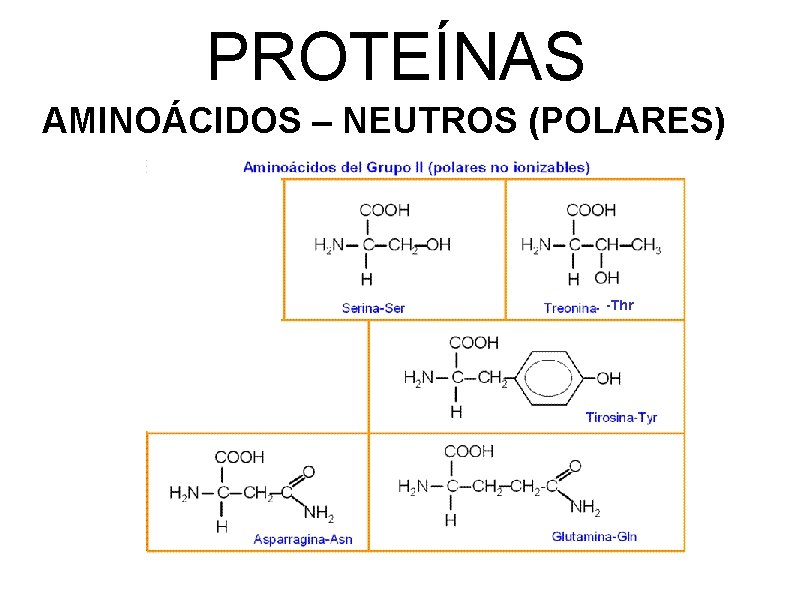 PROTEÍNAS AMINOÁCIDOS – NEUTROS (POLARES) -Thr 