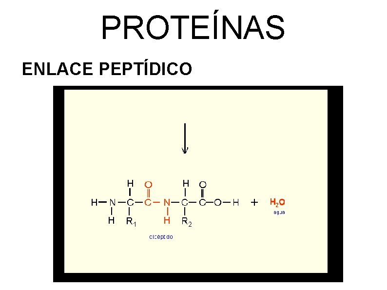 PROTEÍNAS ENLACE PEPTÍDICO 