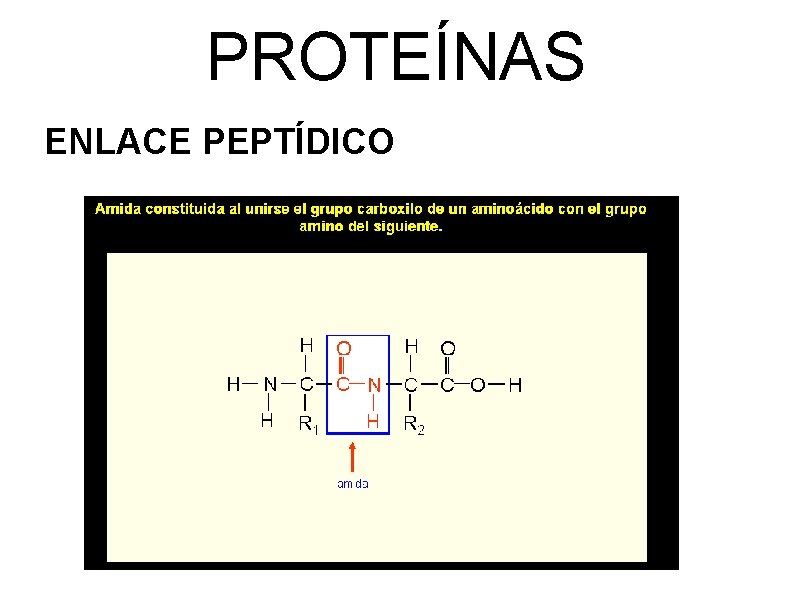 PROTEÍNAS ENLACE PEPTÍDICO 