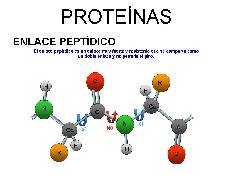 PROTEÍNAS ENLACE PEPTÍDICO 