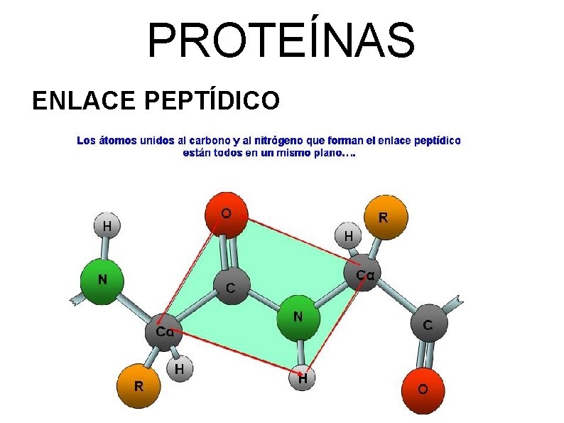 PROTEÍNAS ENLACE PEPTÍDICO 