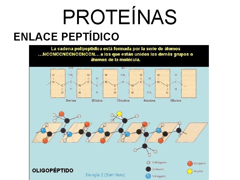 PROTEÍNAS ENLACE PEPTÍDICO OLIGOPÉPTIDO 