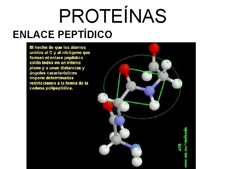 PROTEÍNAS ENLACE PEPTÍDICO 