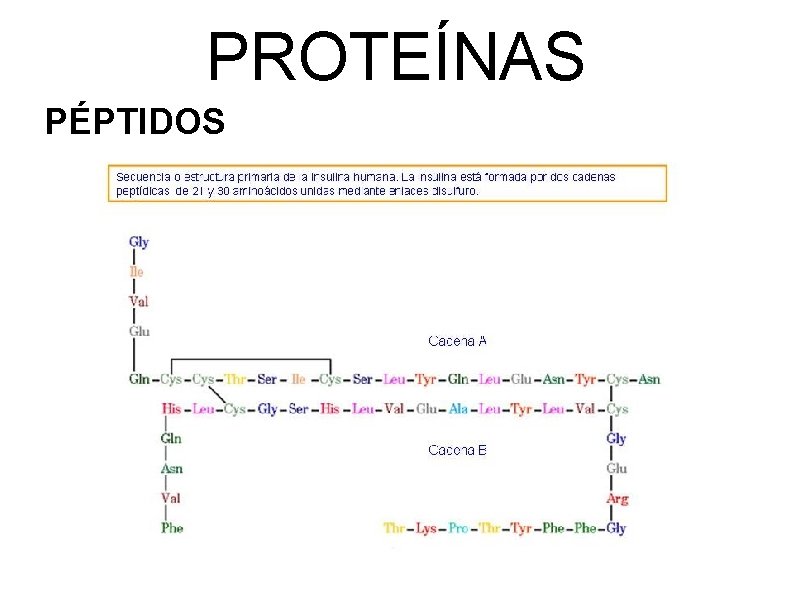 PROTEÍNAS PÉPTIDOS 