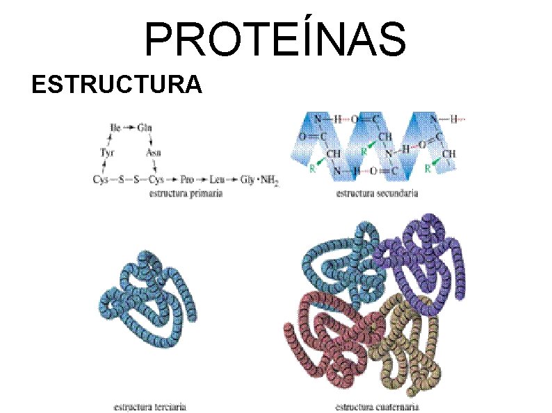 PROTEÍNAS ESTRUCTURA 