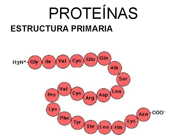 PROTEÍNAS ESTRUCTURA PRIMARIA 