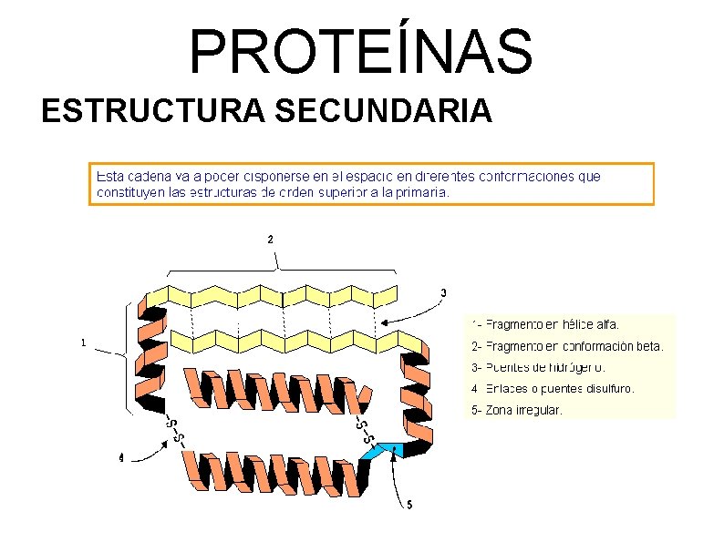 PROTEÍNAS ESTRUCTURA SECUNDARIA 