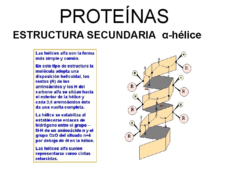 PROTEÍNAS ESTRUCTURA SECUNDARIA α-hélice 