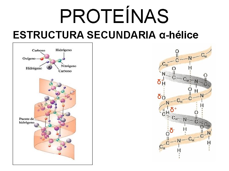 PROTEÍNAS ESTRUCTURA SECUNDARIA α-hélice δ+ δ- 