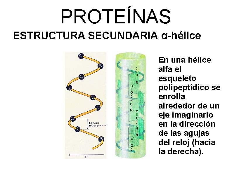 PROTEÍNAS ESTRUCTURA SECUNDARIA α-hélice En una hélice alfa el esqueleto polipeptídico se enrolla alrededor