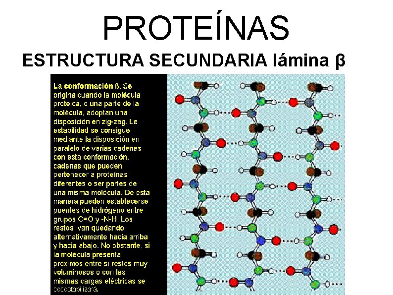 PROTEÍNAS ESTRUCTURA SECUNDARIA lámina β 