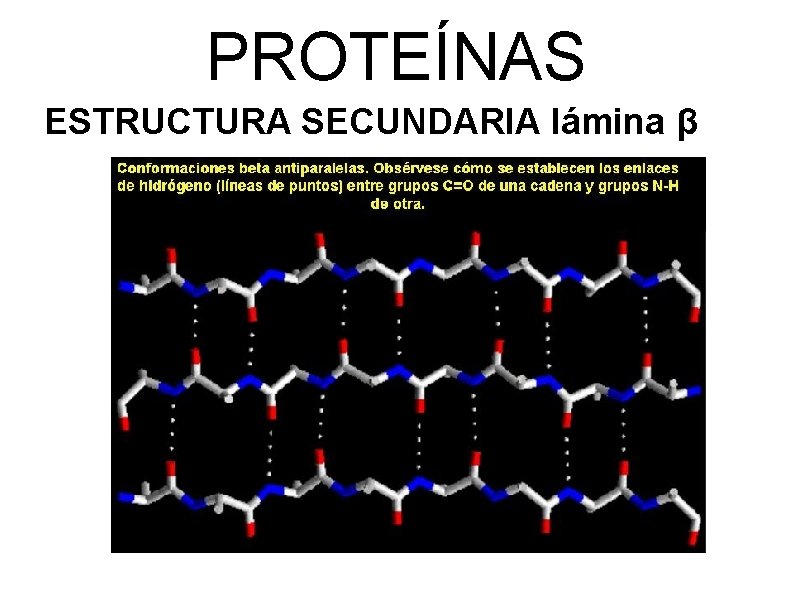 PROTEÍNAS ESTRUCTURA SECUNDARIA lámina β 