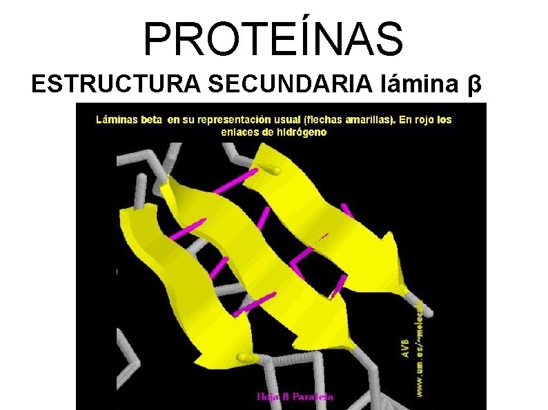 PROTEÍNAS ESTRUCTURA SECUNDARIA lámina β 