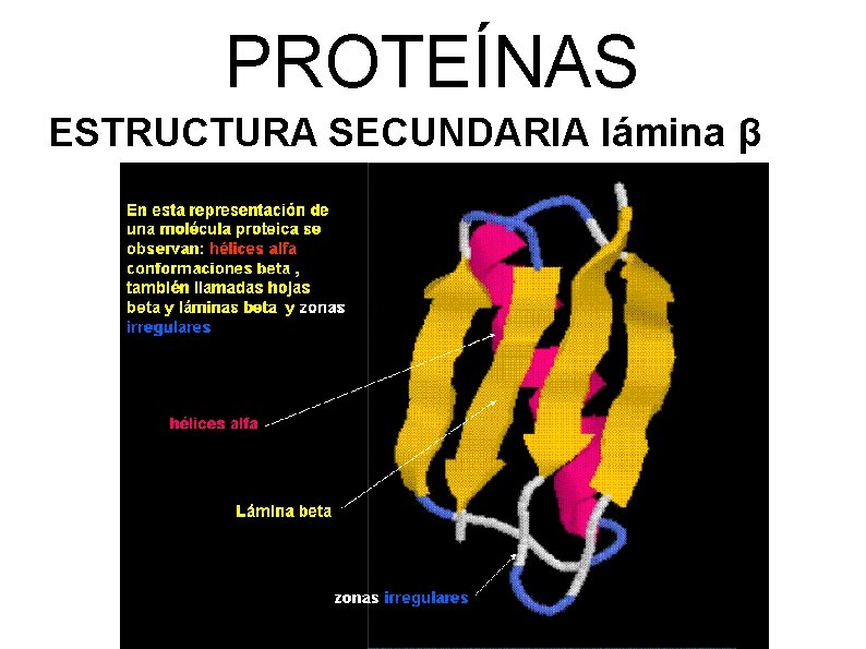 PROTEÍNAS ESTRUCTURA SECUNDARIA lámina β 