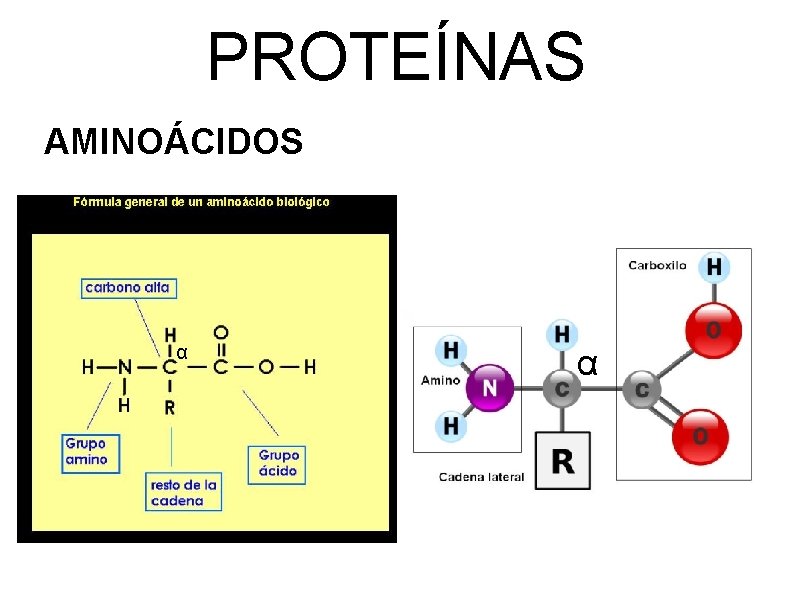 PROTEÍNAS AMINOÁCIDOS α α 