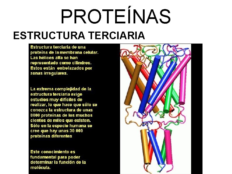 PROTEÍNAS ESTRUCTURA TERCIARIA 