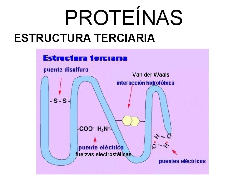 PROTEÍNAS ESTRUCTURA TERCIARIA Van der Waals fuerzas electrostáticas 