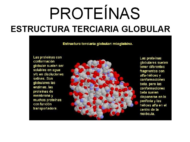 PROTEÍNAS ESTRUCTURA TERCIARIA GLOBULAR 
