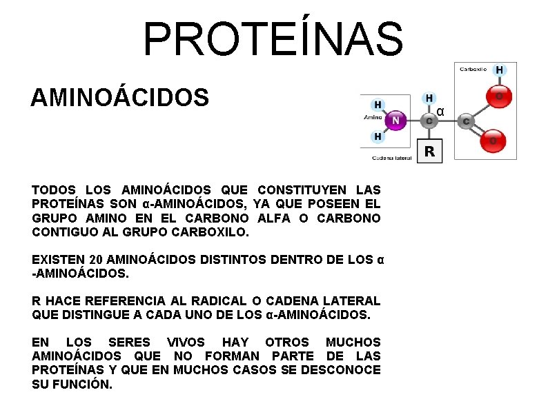 PROTEÍNAS AMINOÁCIDOS TODOS LOS AMINOÁCIDOS QUE CONSTITUYEN LAS PROTEÍNAS SON α-AMINOÁCIDOS, YA QUE POSEEN