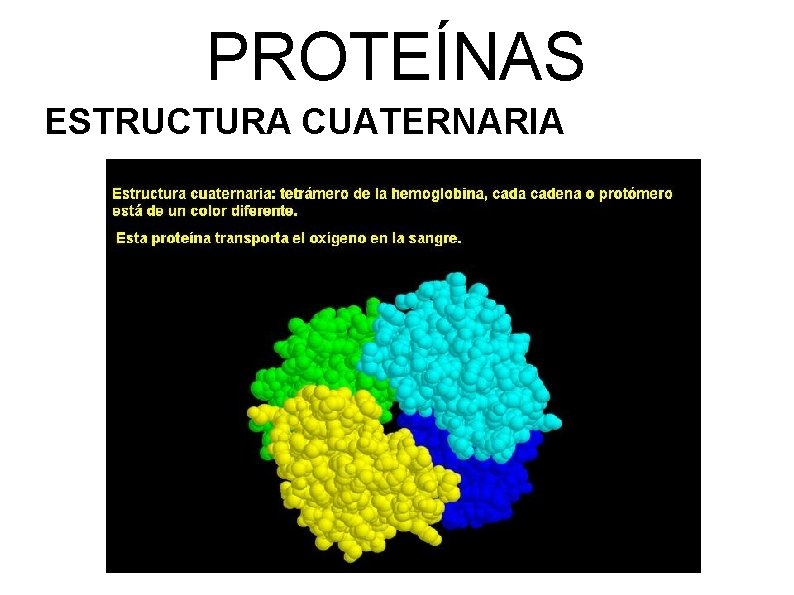 PROTEÍNAS ESTRUCTURA CUATERNARIA 