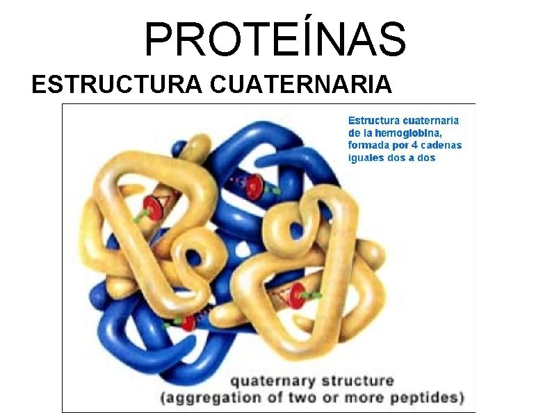 PROTEÍNAS ESTRUCTURA CUATERNARIA 