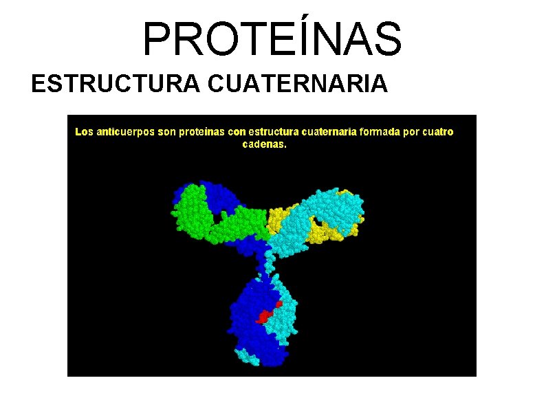 PROTEÍNAS ESTRUCTURA CUATERNARIA 