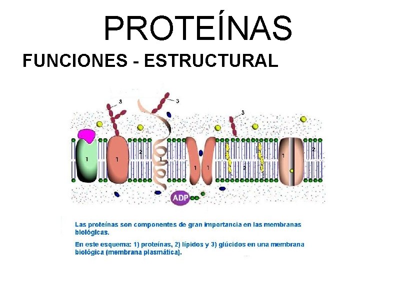 PROTEÍNAS FUNCIONES - ESTRUCTURAL Las proteínas estructurales (señaladas con el número 1), son la