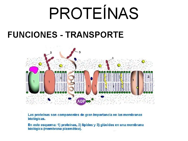 PROTEÍNAS FUNCIONES - TRANSPORTE La proteína de transporte (señalada con el número 1), es