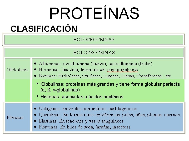 PROTEÍNAS CLASIFICACIÓN • Globulinas: proteínas más grandes y tiene forma globular perfecta • (α,