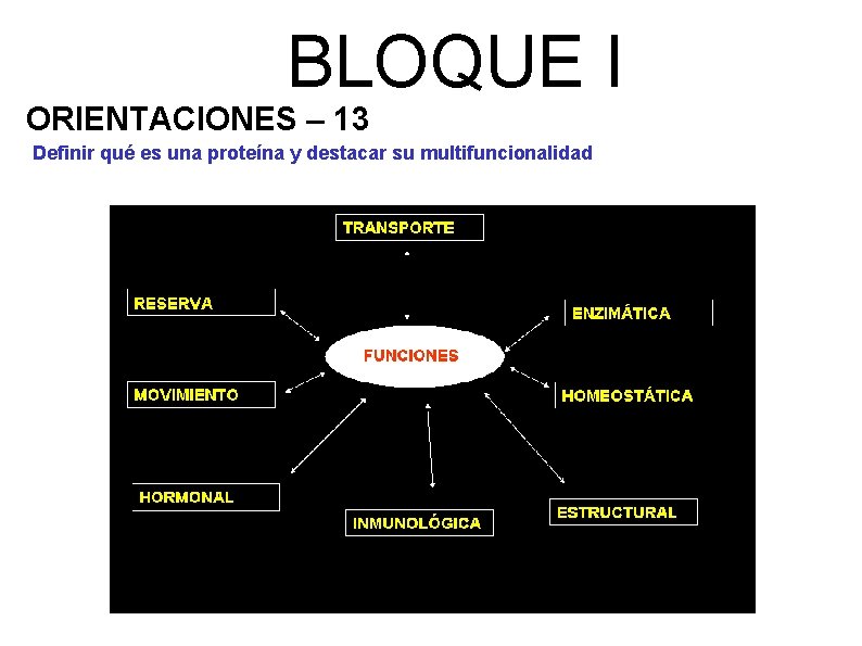 BLOQUE I ORIENTACIONES – 13 Definir qué es una proteína y destacar su multifuncionalidad