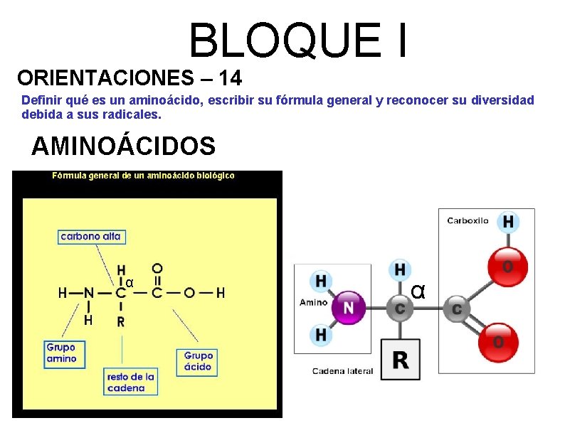 BLOQUE I ORIENTACIONES – 14 Definir qué es un aminoácido, escribir su fórmula general