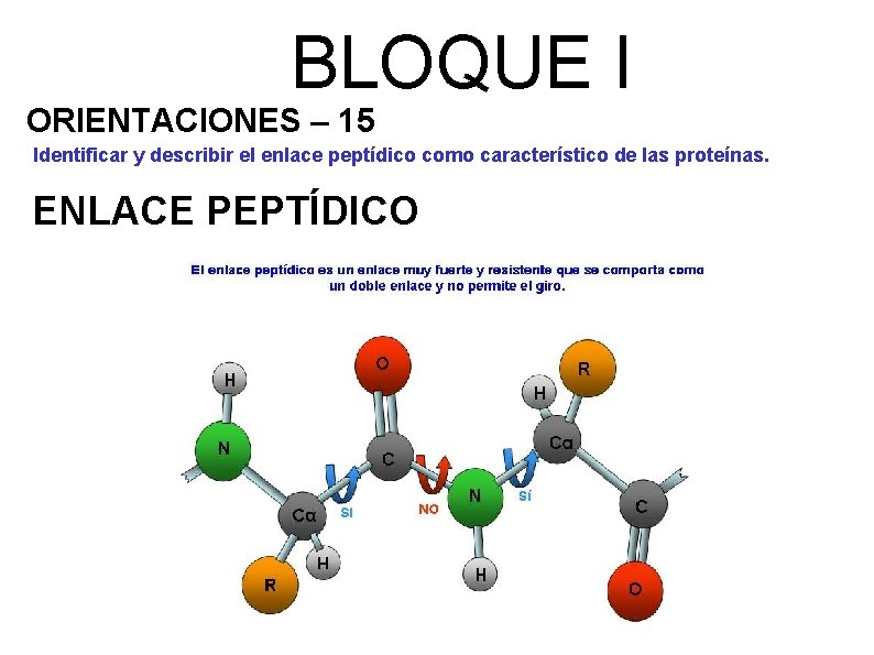 BLOQUE I ORIENTACIONES – 15 Identificar y describir el enlace peptídico como característico de