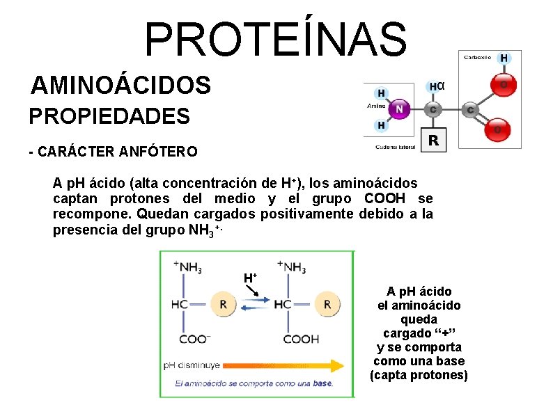 PROTEÍNAS AMINOÁCIDOS α PROPIEDADES - CARÁCTER ANFÓTERO A p. H ácido (alta concentración de