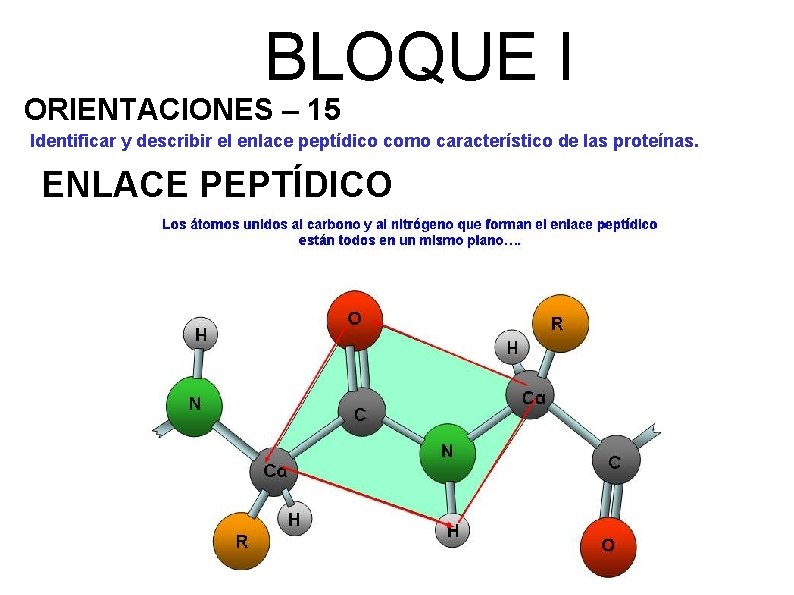 BLOQUE I ORIENTACIONES – 15 Identificar y describir el enlace peptídico como característico de