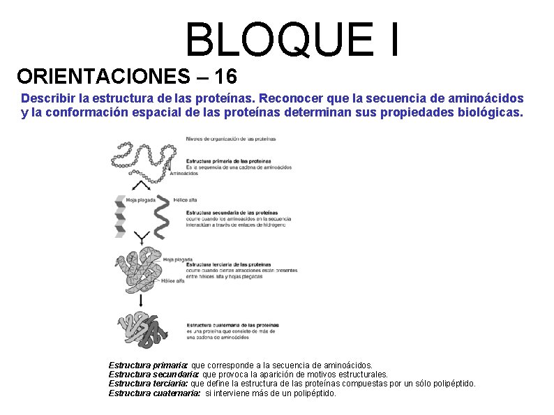 BLOQUE I ORIENTACIONES – 16 Describir la estructura de las proteínas. Reconocer que la
