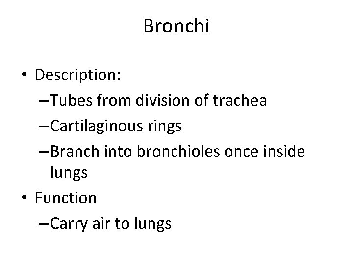 Bronchi • Description: – Tubes from division of trachea – Cartilaginous rings – Branch