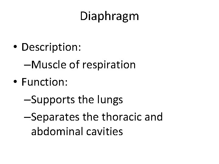 Diaphragm • Description: –Muscle of respiration • Function: –Supports the lungs –Separates the thoracic