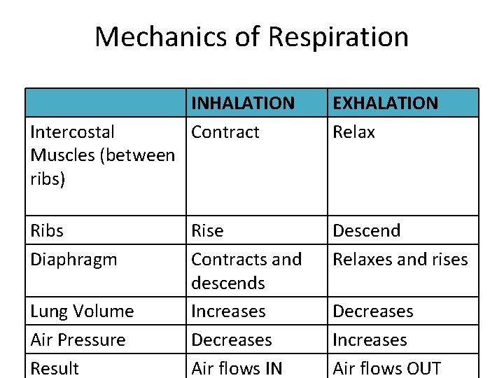 Mechanics of Respiration Intercostal Muscles (between ribs) Ribs Diaphragm Lung Volume Air Pressure Result