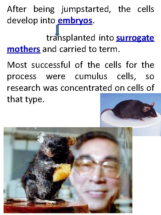 After being jumpstarted, the cells develop into embryos. transplanted into surrogate mothers and carried