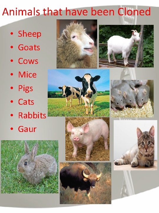 Animals that have been Cloned • • Sheep Goats Cows Mice Pigs Cats Rabbits